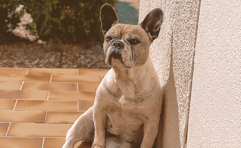 French Bulldog rubbing against the wall