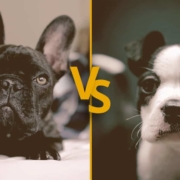 French Bulldog vs Frenchton