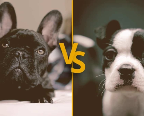 French Bulldog vs Frenchton