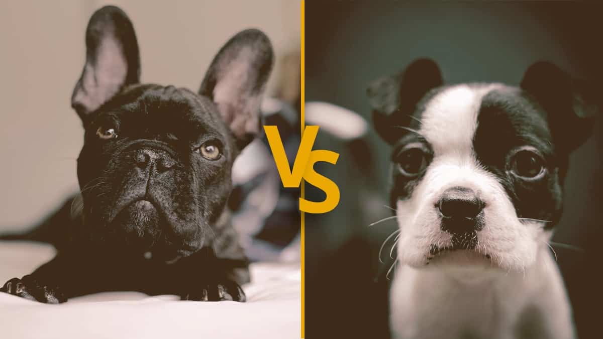French Bulldog vs Frenchton