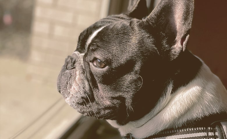 French Bulldogs looking out through a window