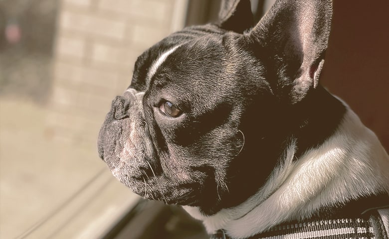 French Bulldogs looking out through a window French Bulldogs looking out through a window