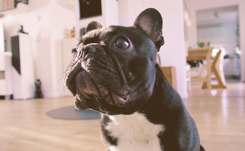 French Bulldogs looking up