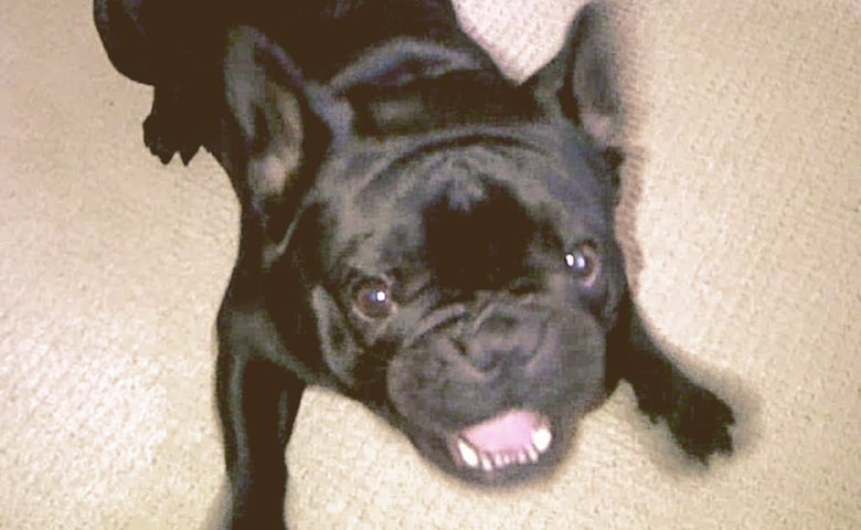 French bulldob barking French bulldob barking