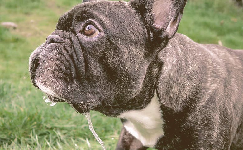 French bulldog drooling French bulldog drooling