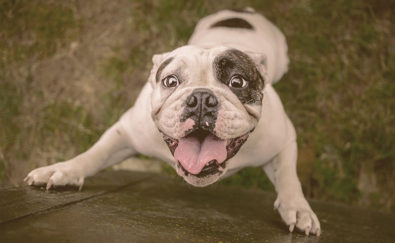 French bulldog excited trying to climb wall