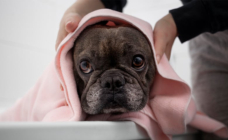 French bulldog inside a bathtub wrapped in a towel