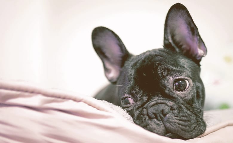 French bulldog laying his head on a pillow