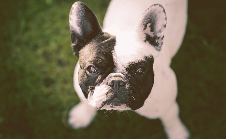 French bulldog looking up