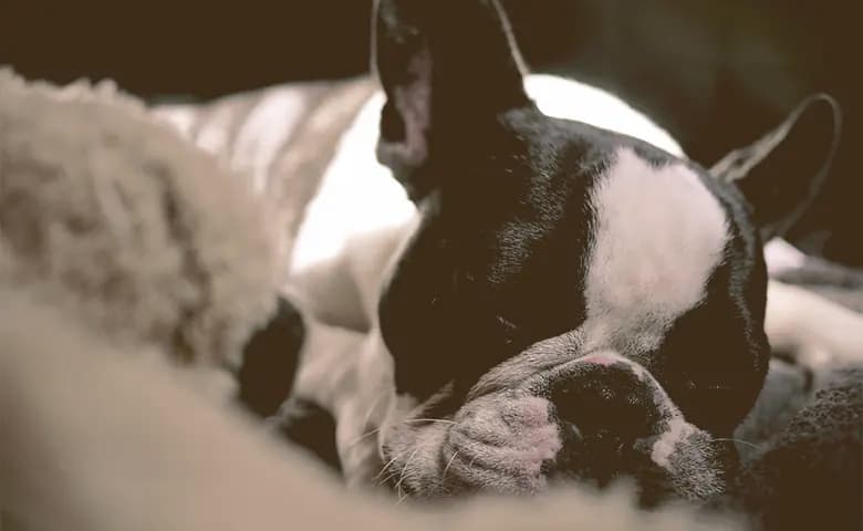 French bulldog sleeping on a blanket French bulldog sleeping on a blanket