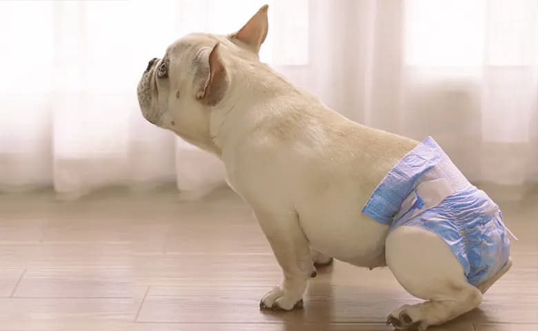 French bulldog with a dipper French bulldog with a dipper