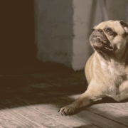 Frenchie Pug laying down looking away