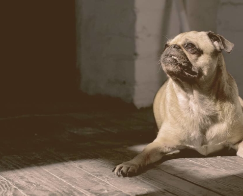 Frenchie Pug laying down looking away