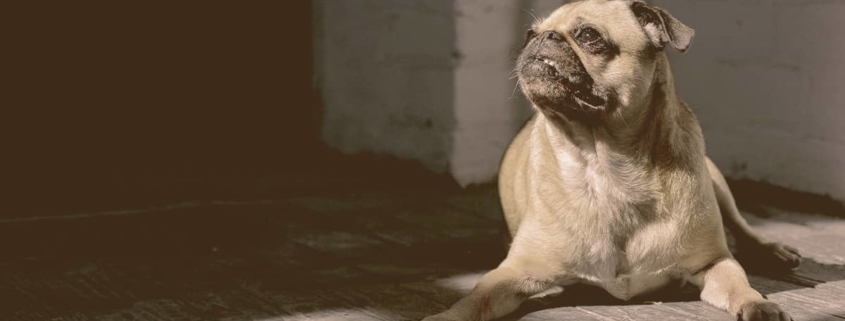 Frenchie Pug laying down looking away