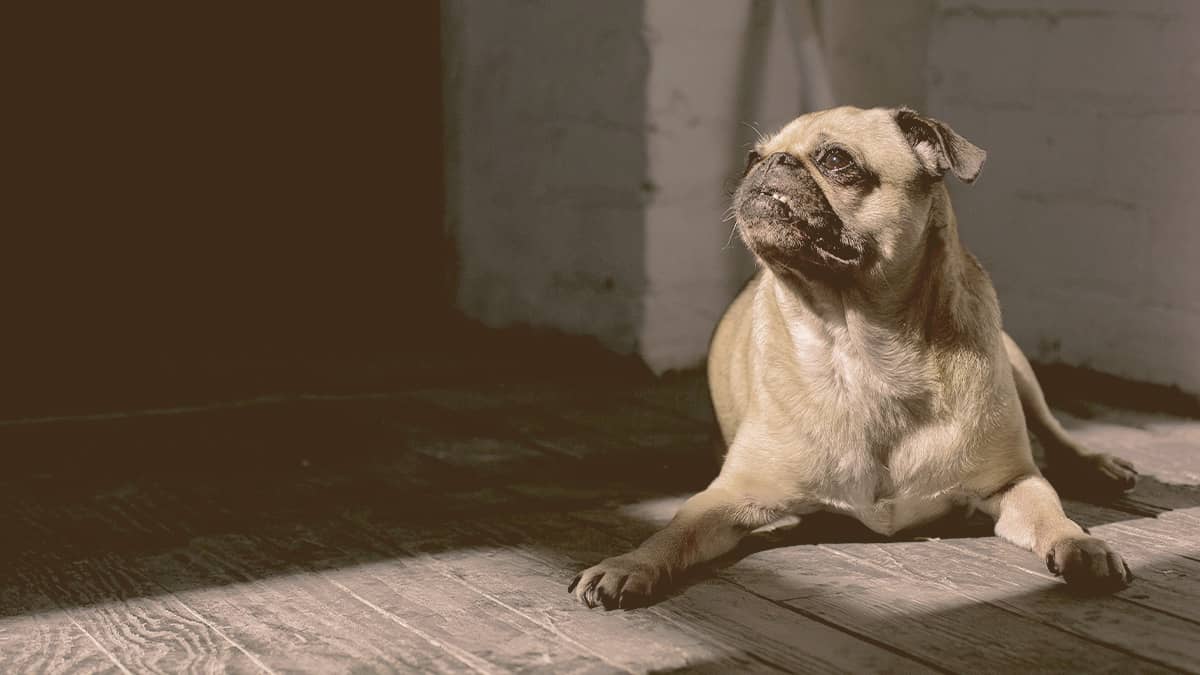 Frenchie Pug laying down looking away