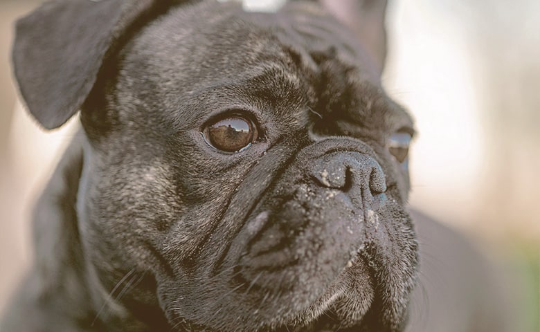 Frenchie Pug looking away