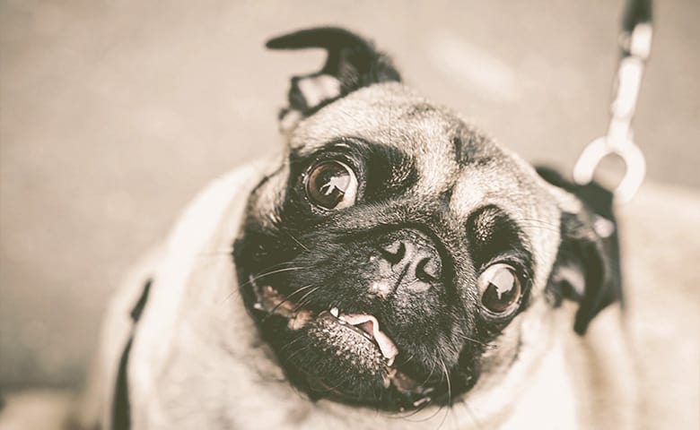 Frenchie Pug looking up Frenchie Pug looking up