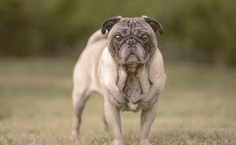 Frenchie Pug looking