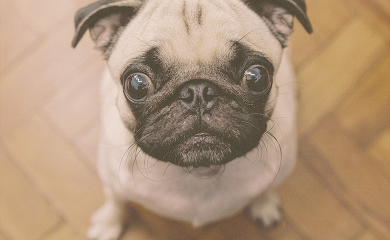 Frenchie Pug sitting and looking straight up Frenchie Pug sitting and looking straight up
