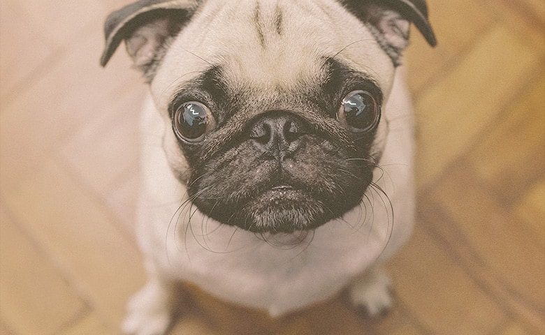 Frenchie Pug sitting and looking straight up