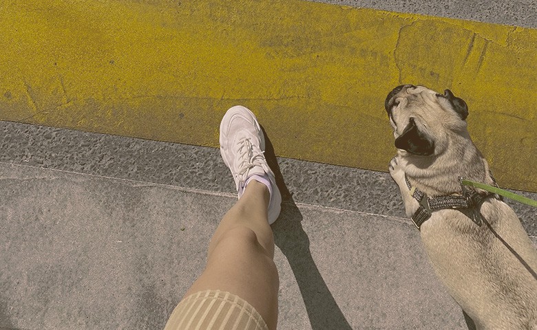 Frenchie Pug walking with owner Frenchie Pug walking with owner