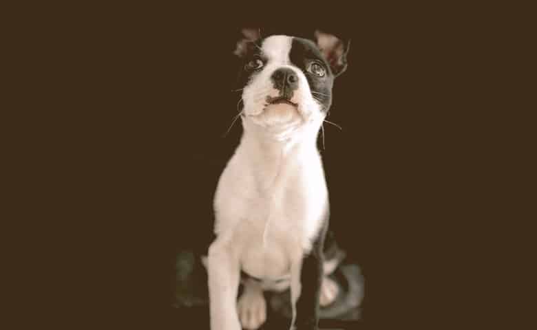 frenchton sitting and looking up