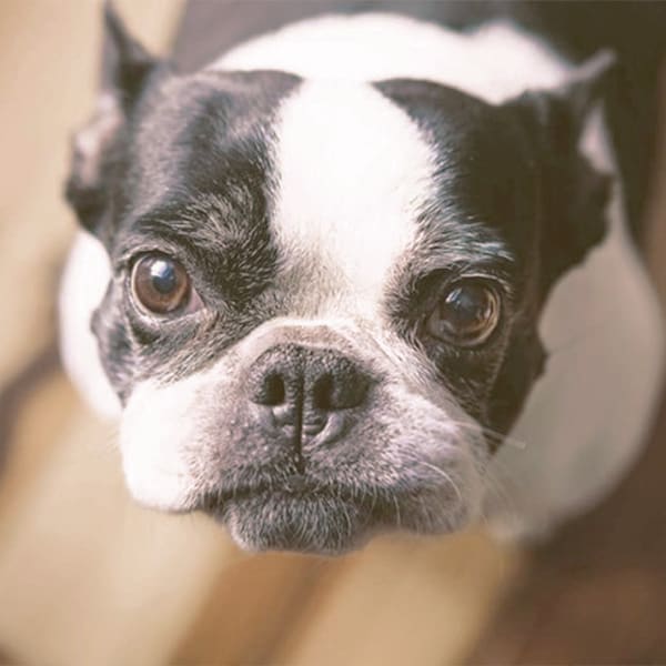 frenchton sitting and looking