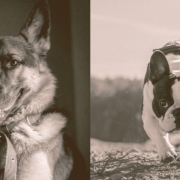 German Shepherd and French Bulldog