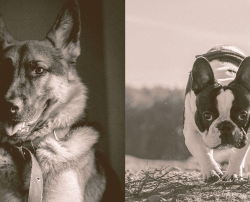 German Shepherd and French Bulldog