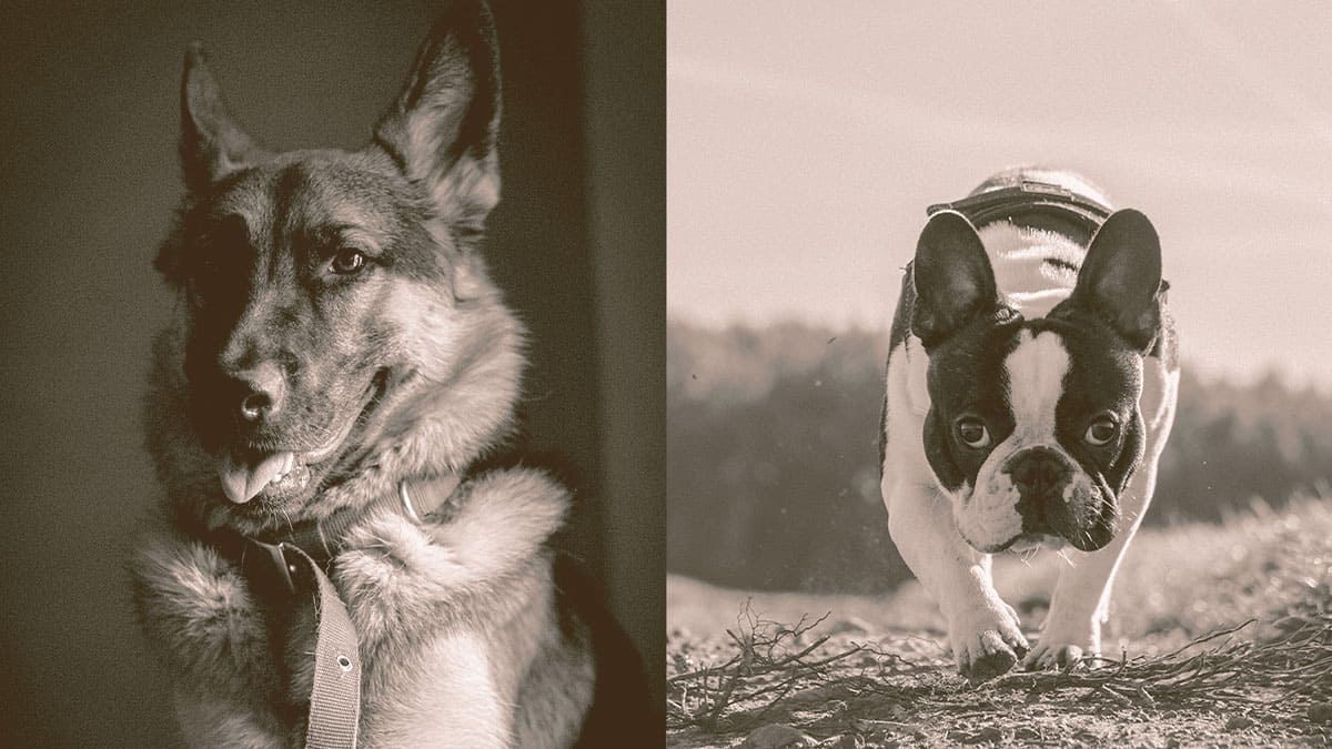 German Shepherd and French Bulldog