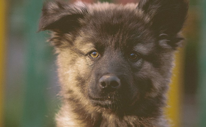 German Shepherd Puppy on alert