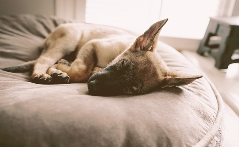 German Shepherd Puppu sleeping on his bed