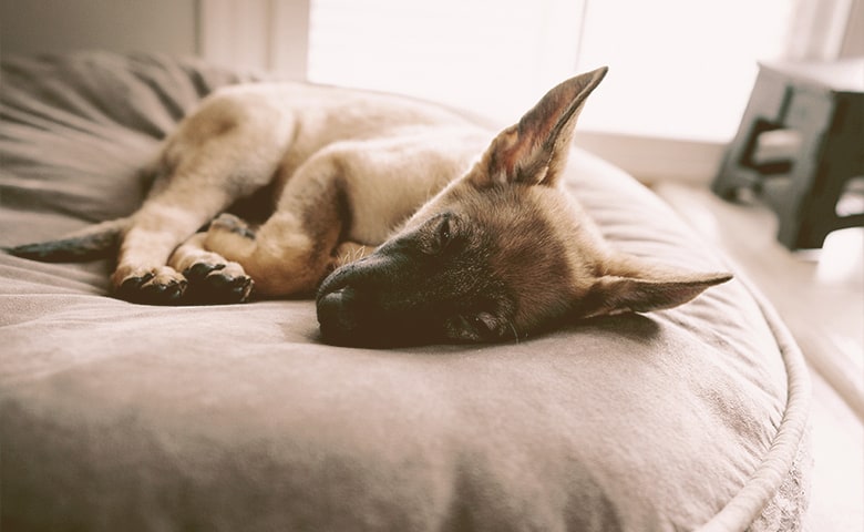 German Shepherd Puppu sleeping on his bed German Shepherd Puppu sleeping on his bed
