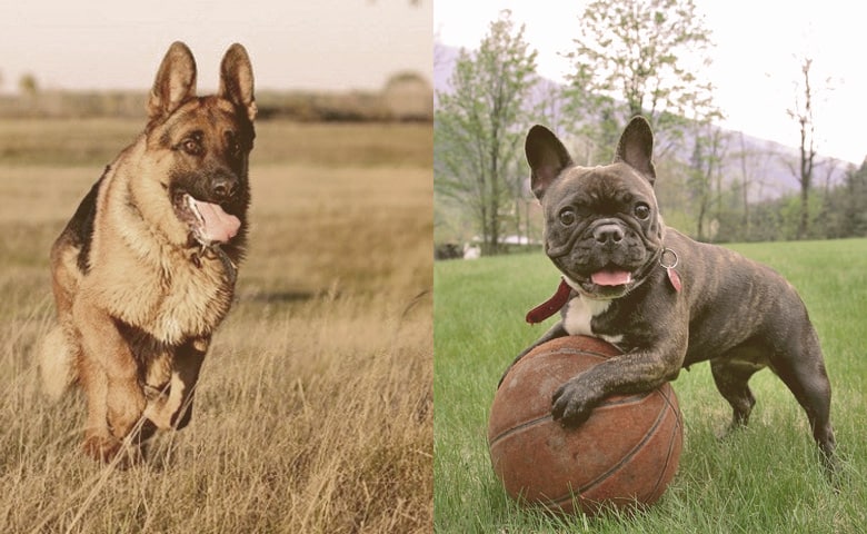 German Shepherd and French Bulldog exercise