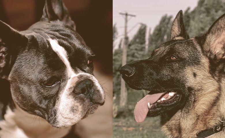 German Shepherd and French Bulldog German Shepherd and French Bulldog