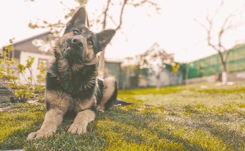 German Shepherd laying on the grass chewing something