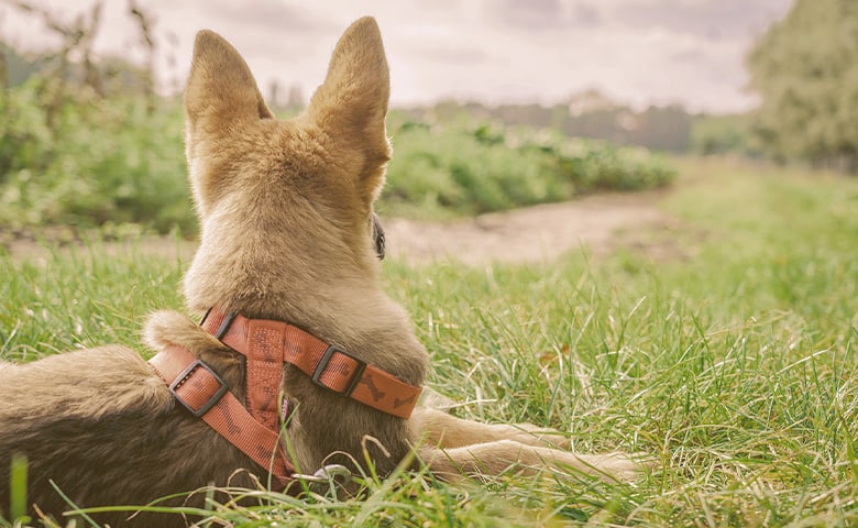 German-Shepherd-laying-on-the-looking-away German Shepherd laying on the looking away