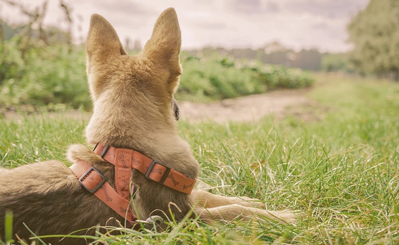 German Shepherd laying on the looking away