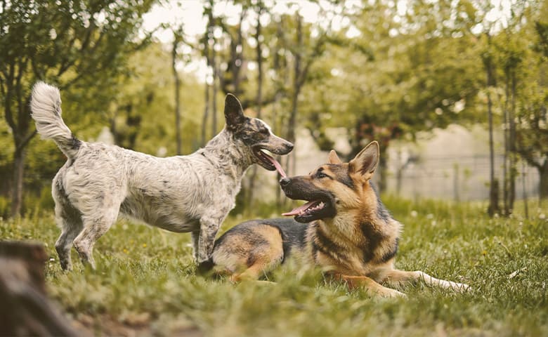 German Shepherd playing with another dog outdoors