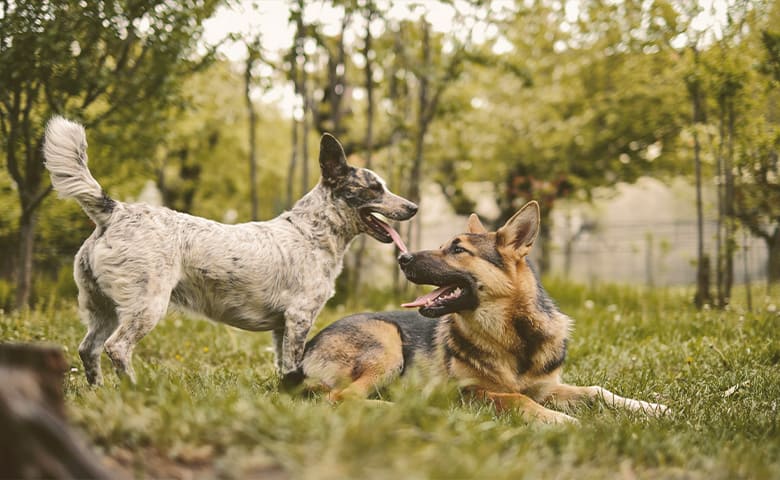 German Shepherd playing with another dog outdoors German Shepherd playing with another dog outdoors