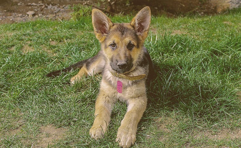 German Shepherd puppy laying down