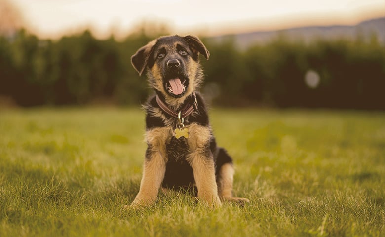 German Shepherd puppy sitting on the grass yawning