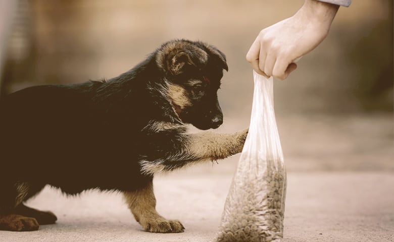 German Shepherd puppy trying to reach the bag of food