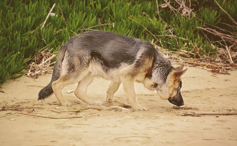 German Shepherd walking and smelling the floor