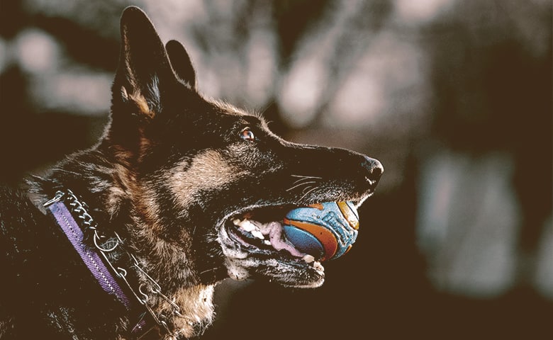 German Shepherd walking with a ball on his mouth looking up