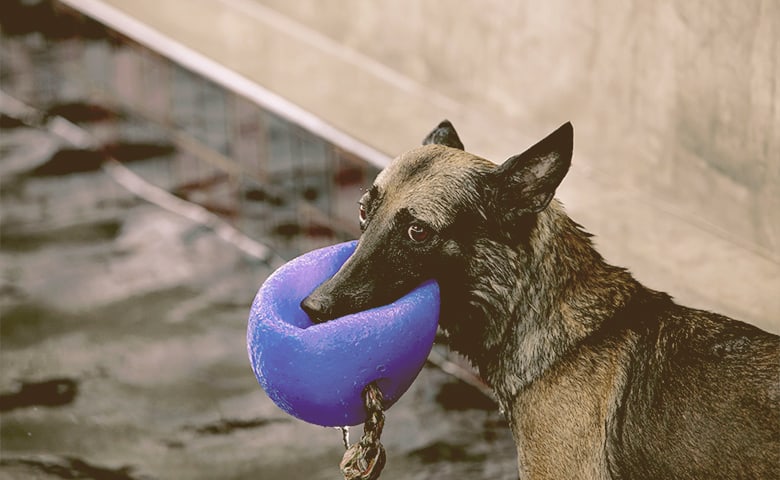 German Shepherd walking with a blue ball on his mouth