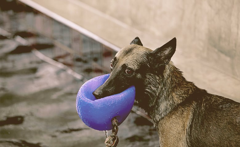 German Shepherd walking with a blue ball on his mouth German Shepherd walking with a blue ball on his mouth