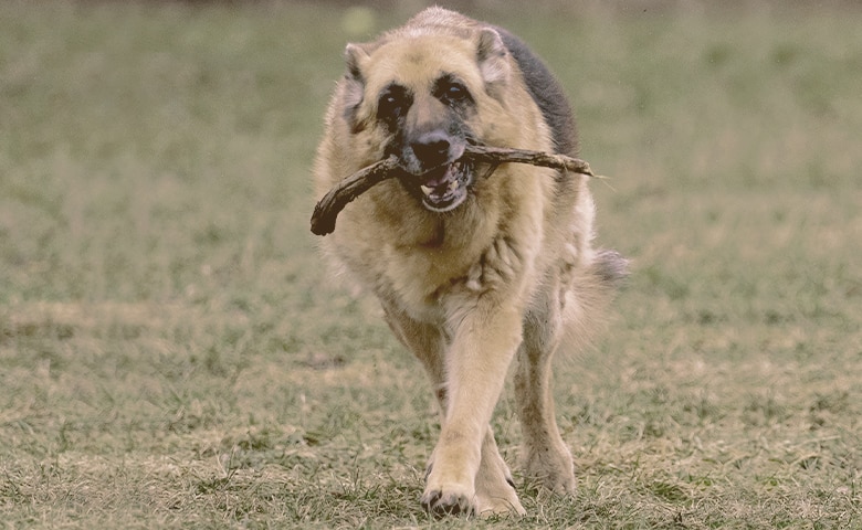German Shepherd walking with a stick on his mouth
