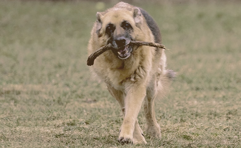 German Shepherd walking with a stick on his mouth German Shepherd walking with a stick on his mouth