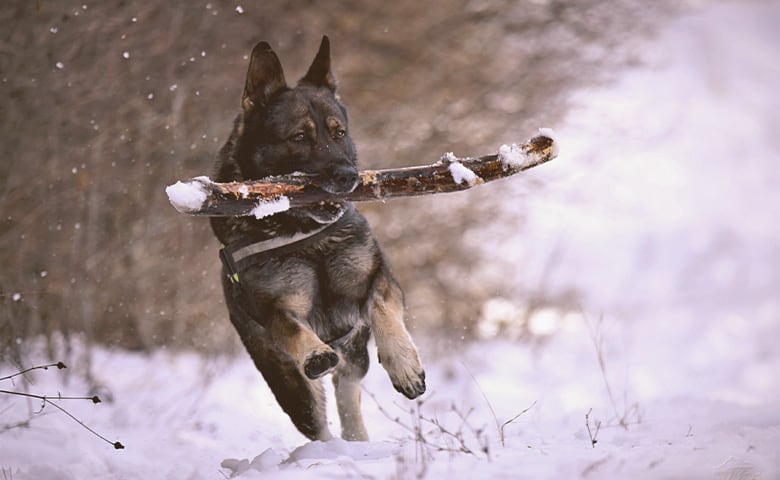 German Shepherd with a wooden stick on the mouth running on the snow